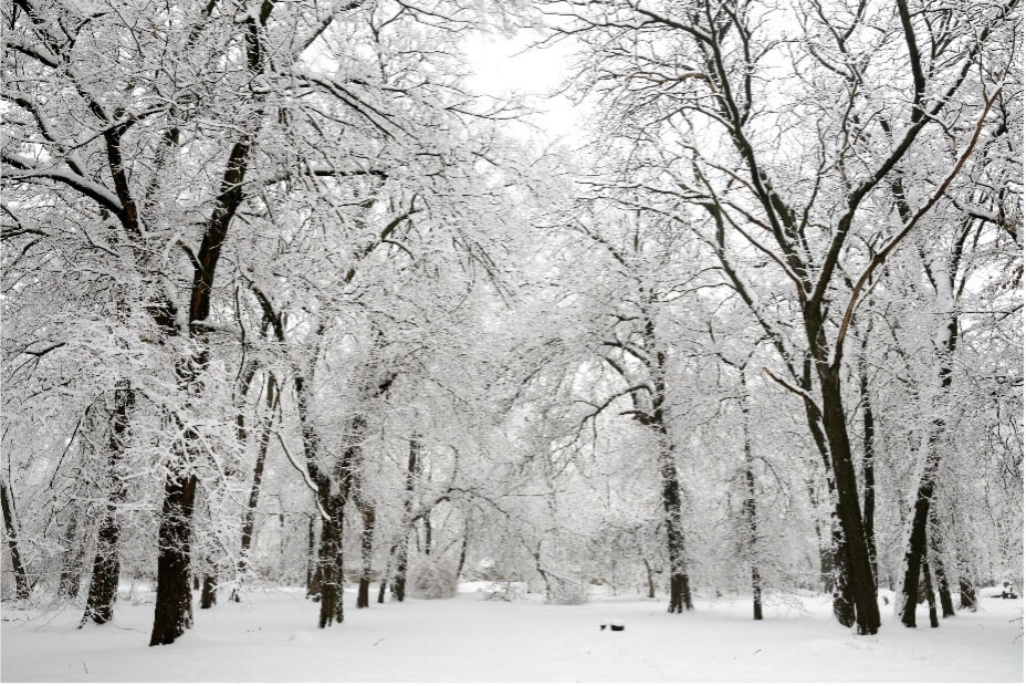 Winter Tree Care in Colorado